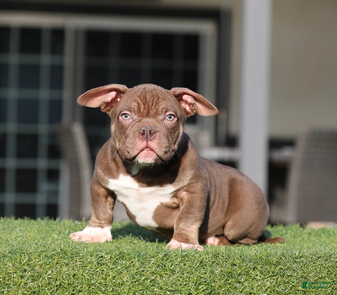 American Bully dogs for sale: American Bully Puppy 1 - Ad 1