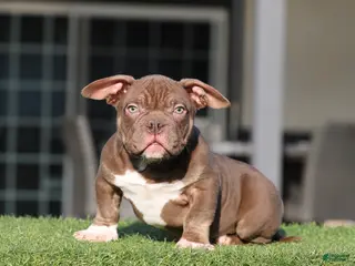 American Bully dogs American Bully Puppy 1 - Ad 22