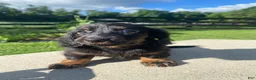 Miniature Dachshund dogs for sale: Maple - Ad 6