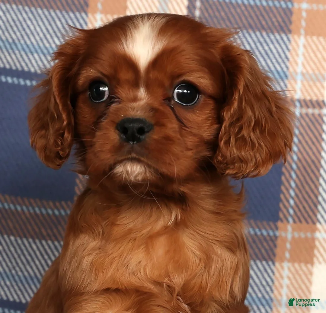 Cavalier King Charles Spaniel dogs for sale: Cody - Ad 6