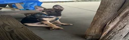 German Shepherd dogs for sale: German Shepherd 1 - Ad 1