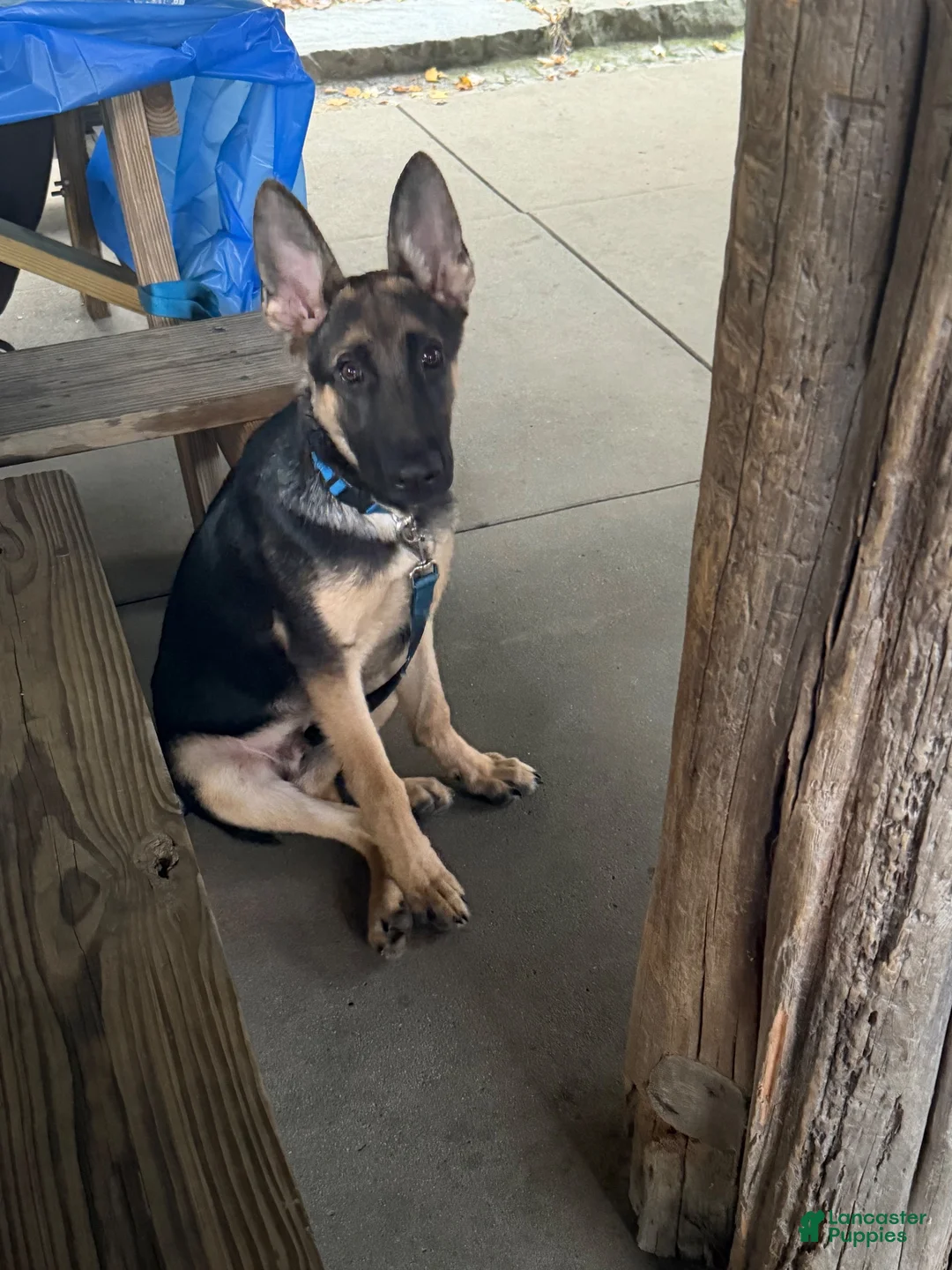German Shepherd dogs for sale: German Shepherd 1 - Ad 1