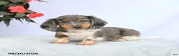 Miniature Dachshund dogs for sale: Hershey - Ad 1
