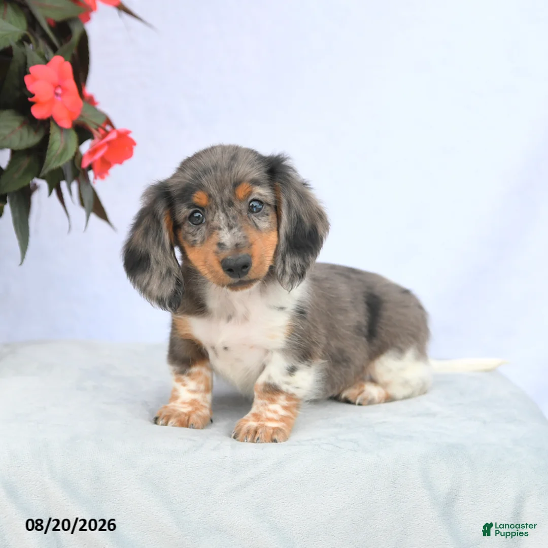 Miniature Dachshund dogs for sale: Hershey - Ad 1
