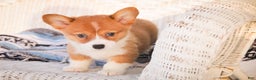 Welsh Corgi Pembroke dogs for sale: Spike - Ad 4