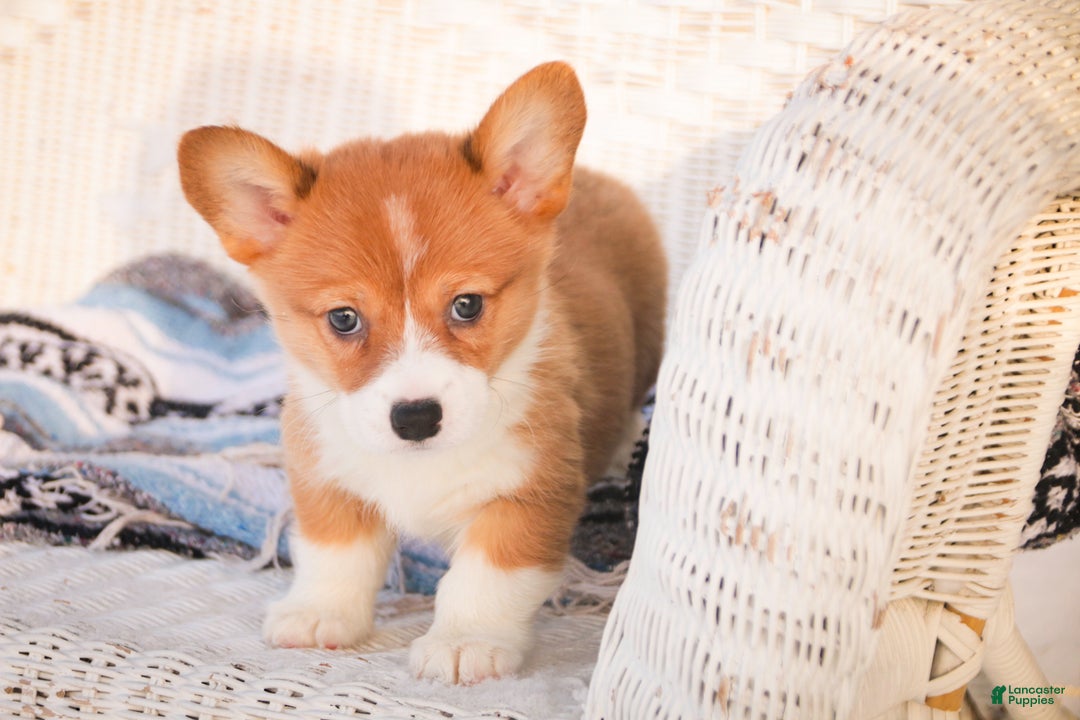 Welsh Corgi Pembroke dogs for sale: Spike - Ad 4