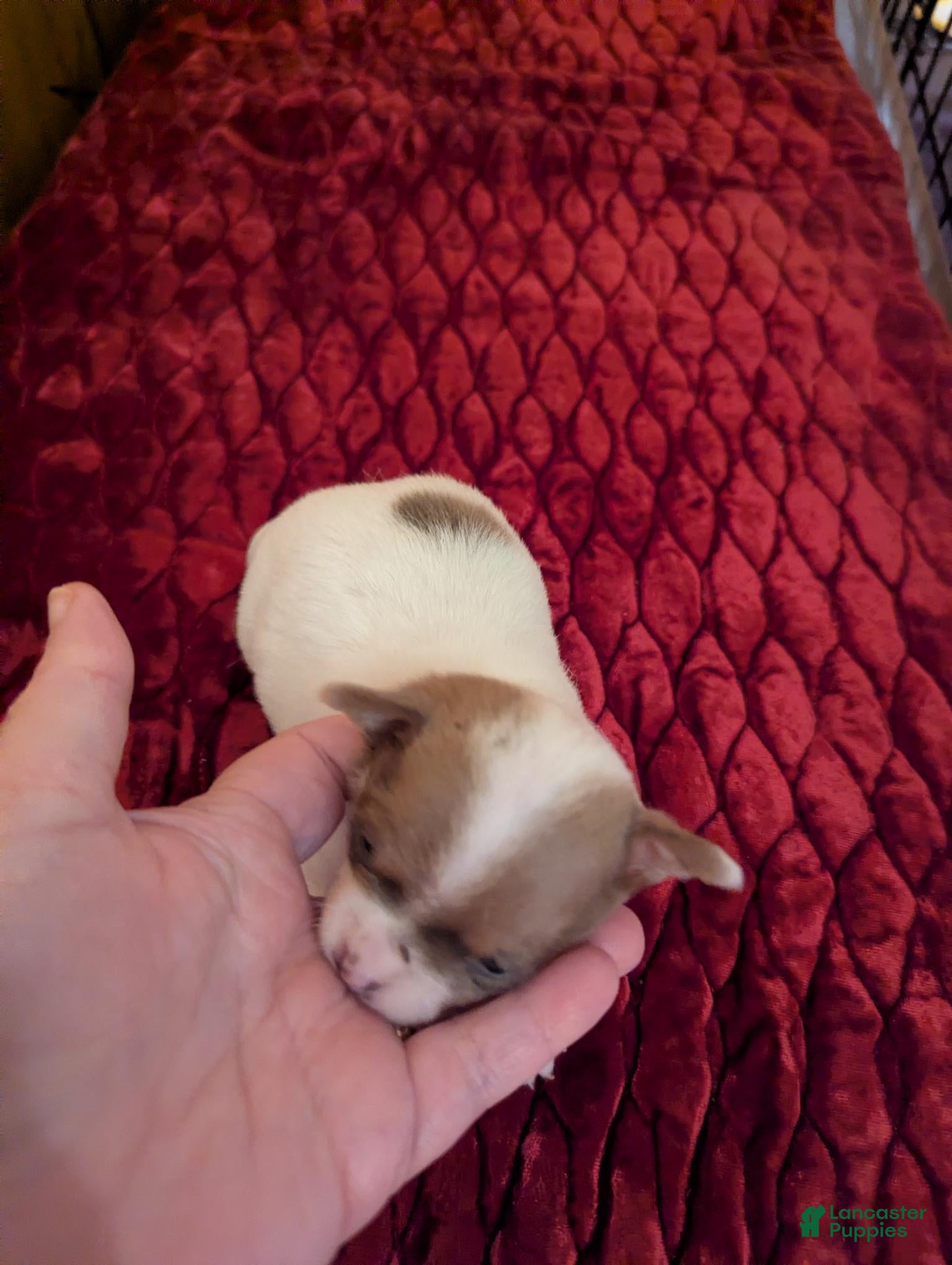 Chihuahua dogs Damon - Ad 12