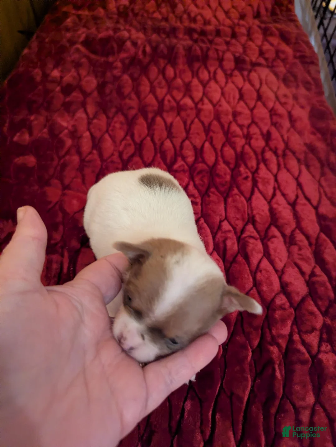 Chihuahua dogs for sale: Damon - Ad 1