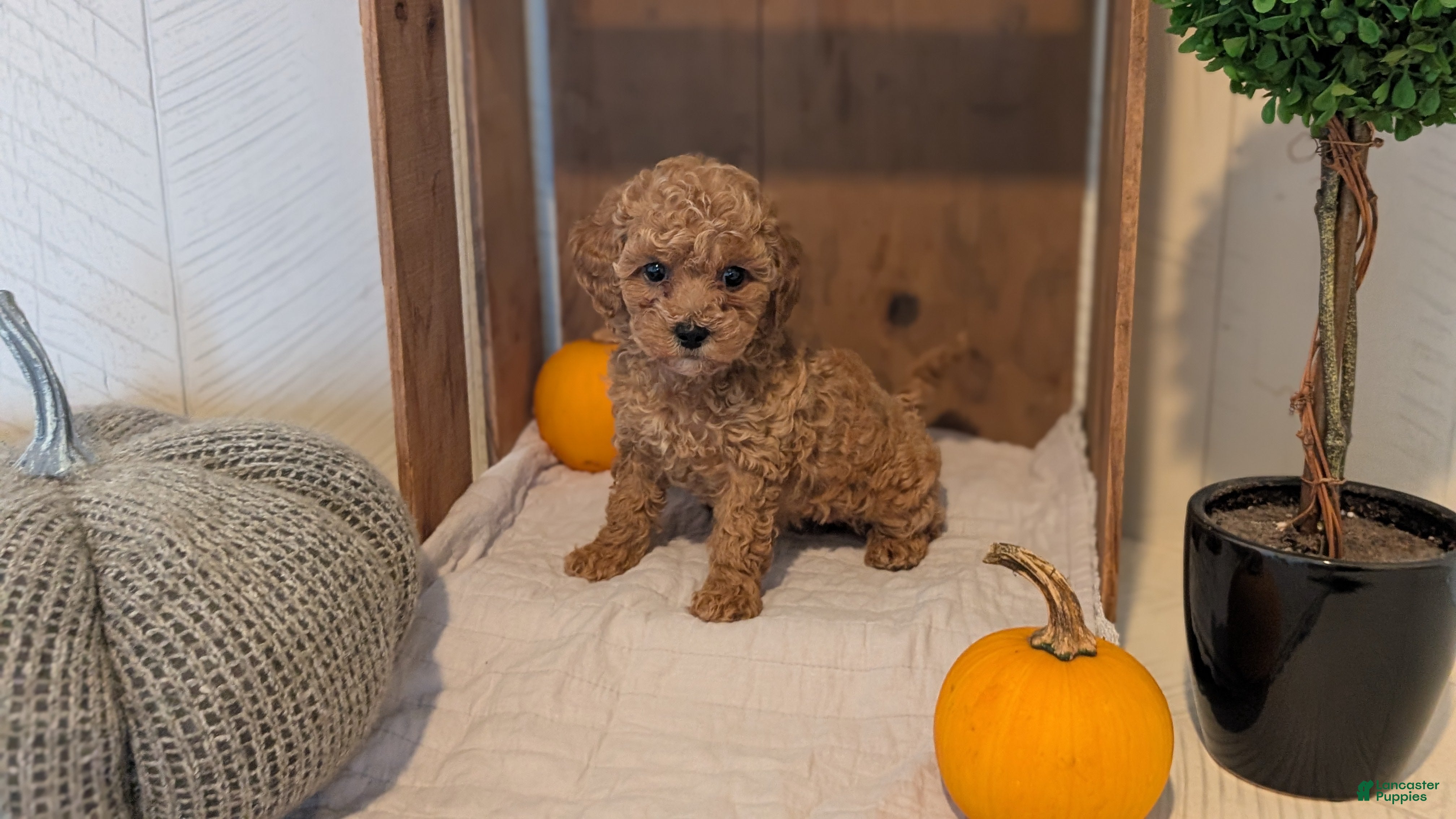 Miniature Poodle dogs Luna - Ad 2