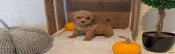 Miniature Poodle dogs for sale: Luna - Ad 2