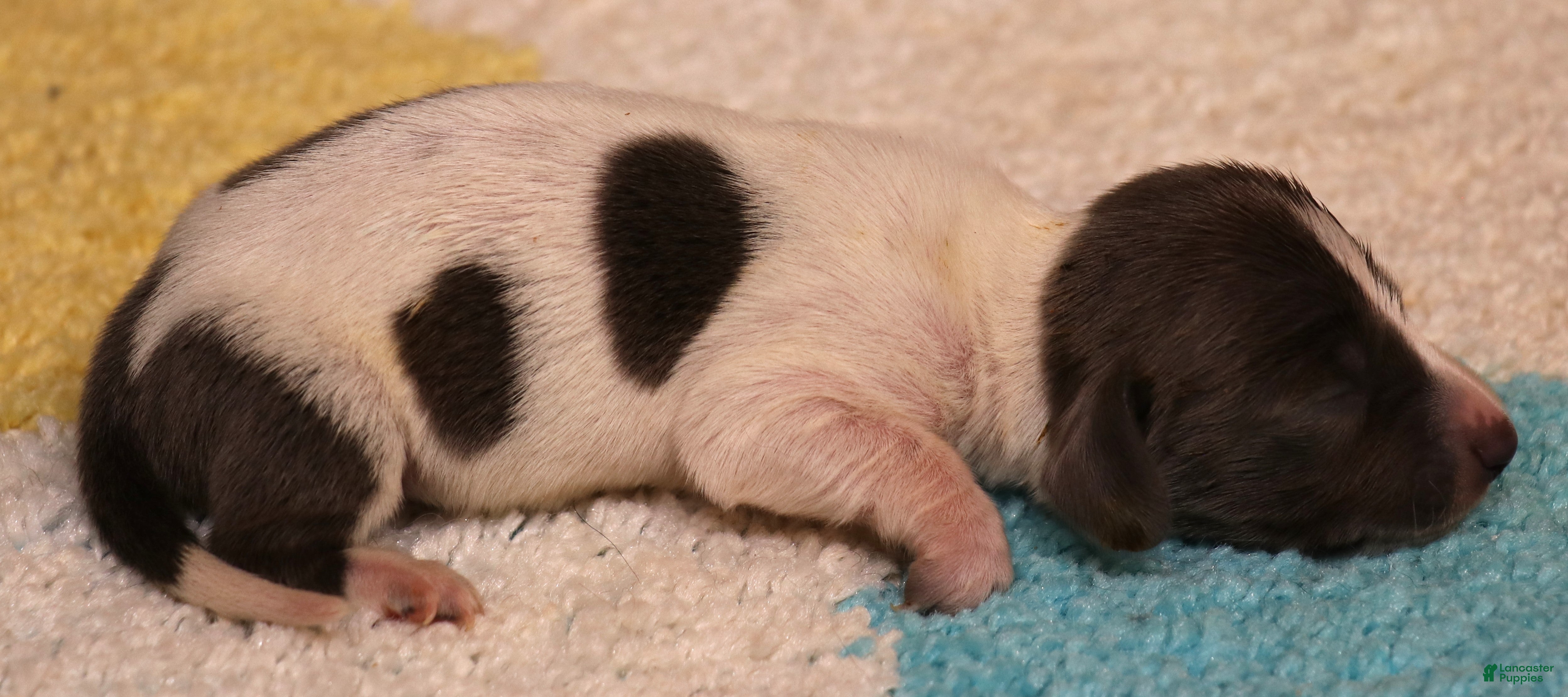 Miniature Dachshund dogs Petal blue/tan pied smooth f - Ad 21