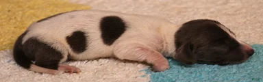Petal blue/tan pied smooth f