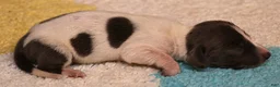 Miniature Dachshund dogs for sale: Petal blue/tan pied smooth f - Ad 1