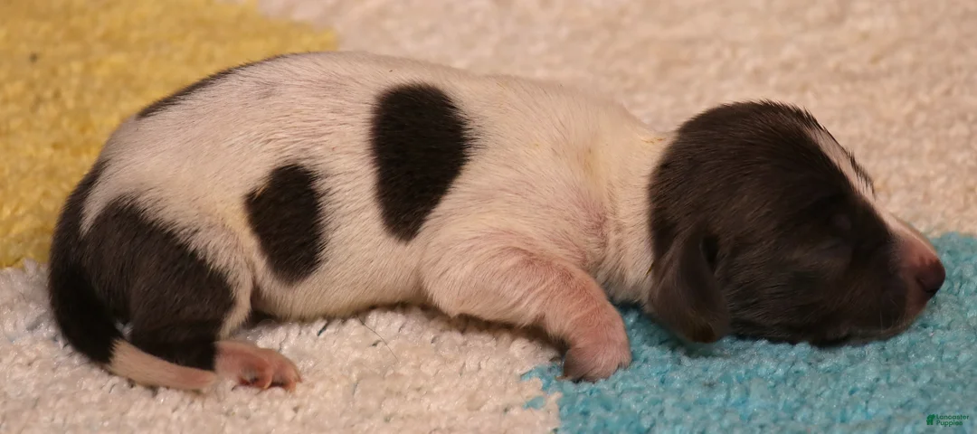 Miniature Dachshund dogs for sale: Petal blue/tan pied smooth f - Ad 1