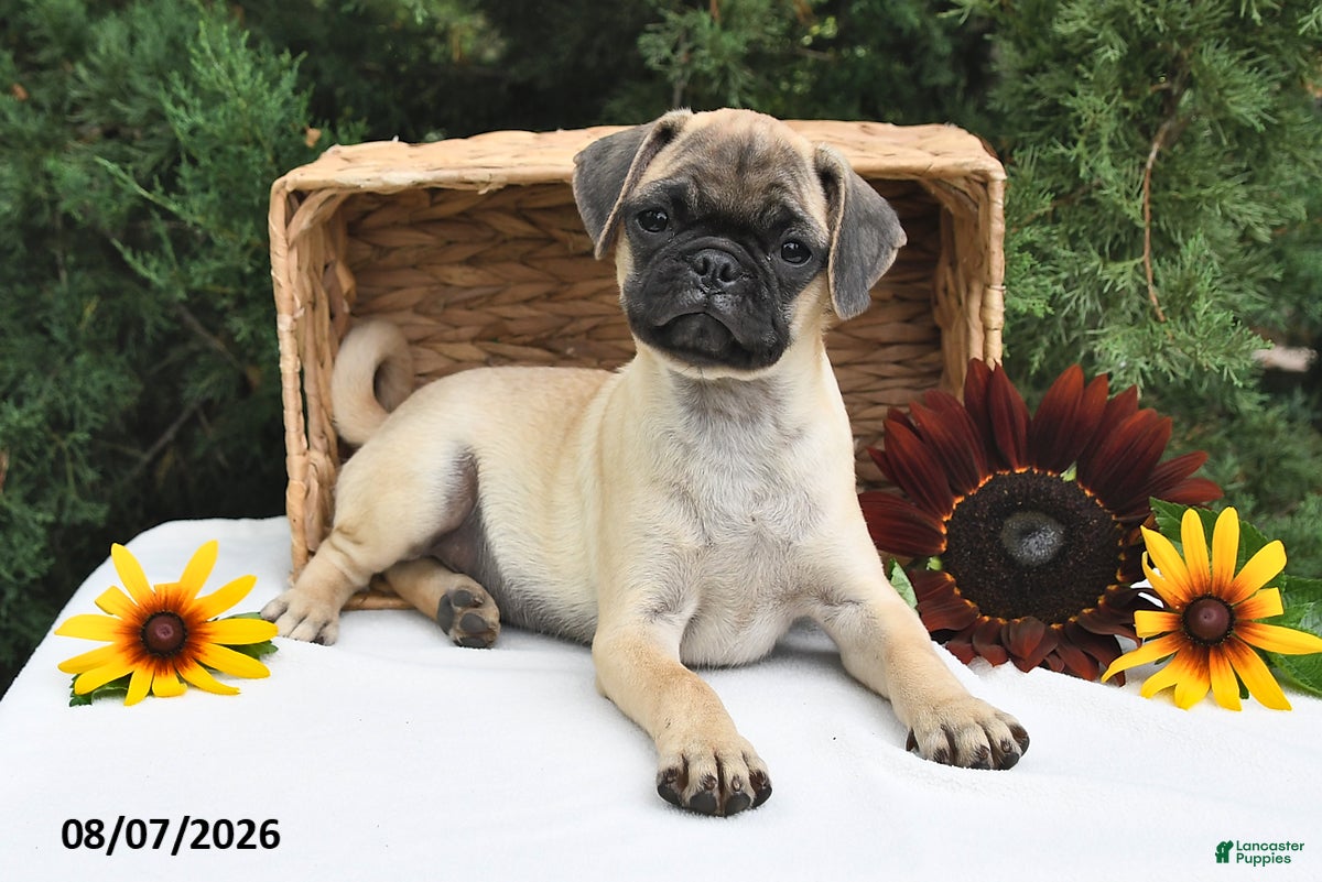 Puggle dogs Coffee - Ad 2