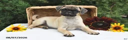 Puggle dogs for sale: Coffee - Ad 2