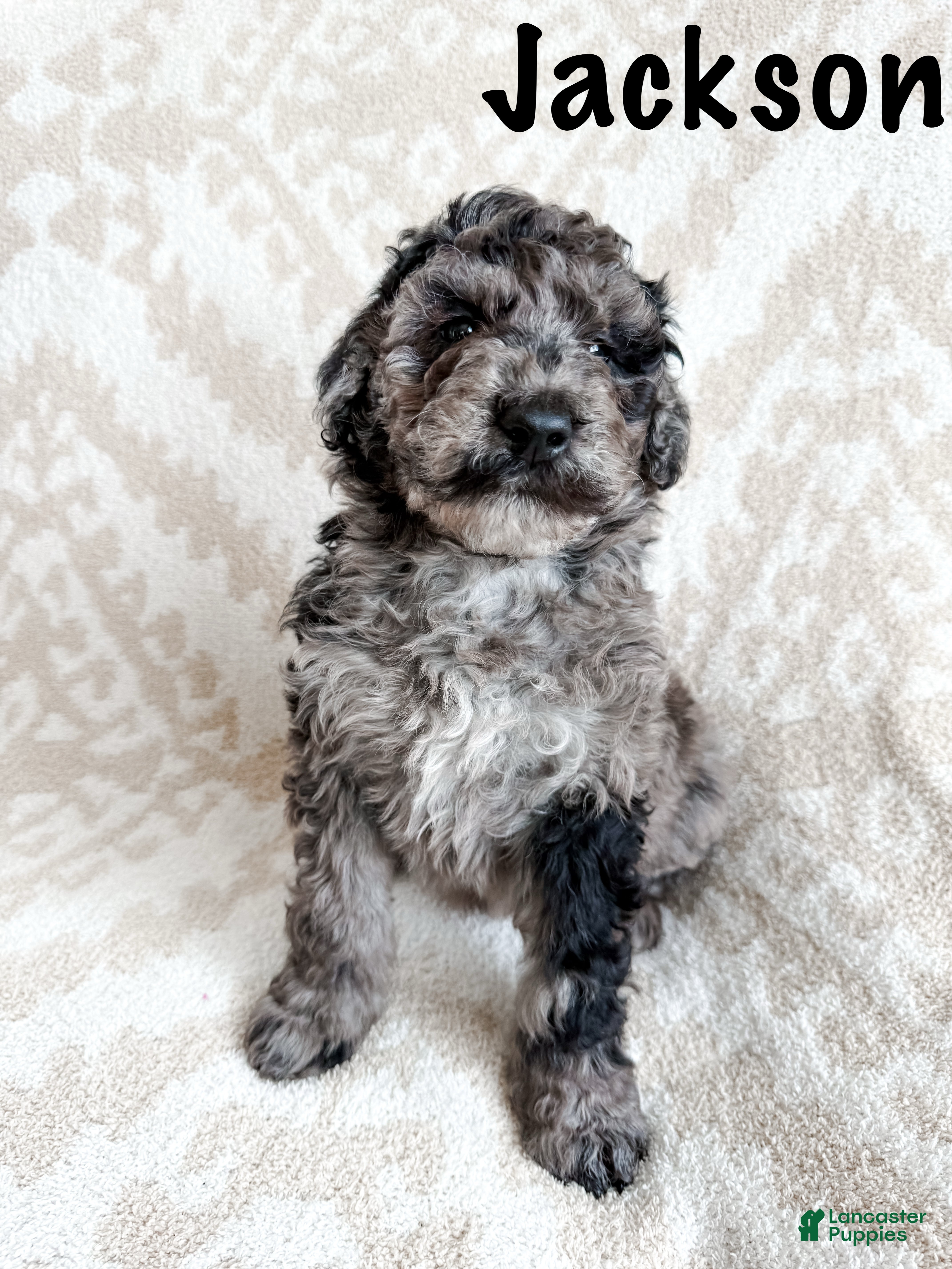 Aussiedoodle dogs Jackson - Ad 29