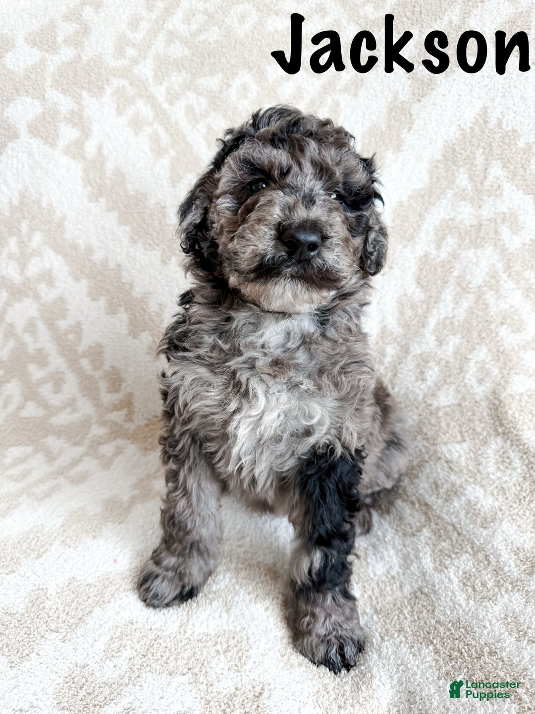 Aussiedoodle dogs for sale: Jackson - Ad 3