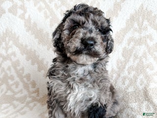 Aussiedoodle dogs Jackson - Ad 25