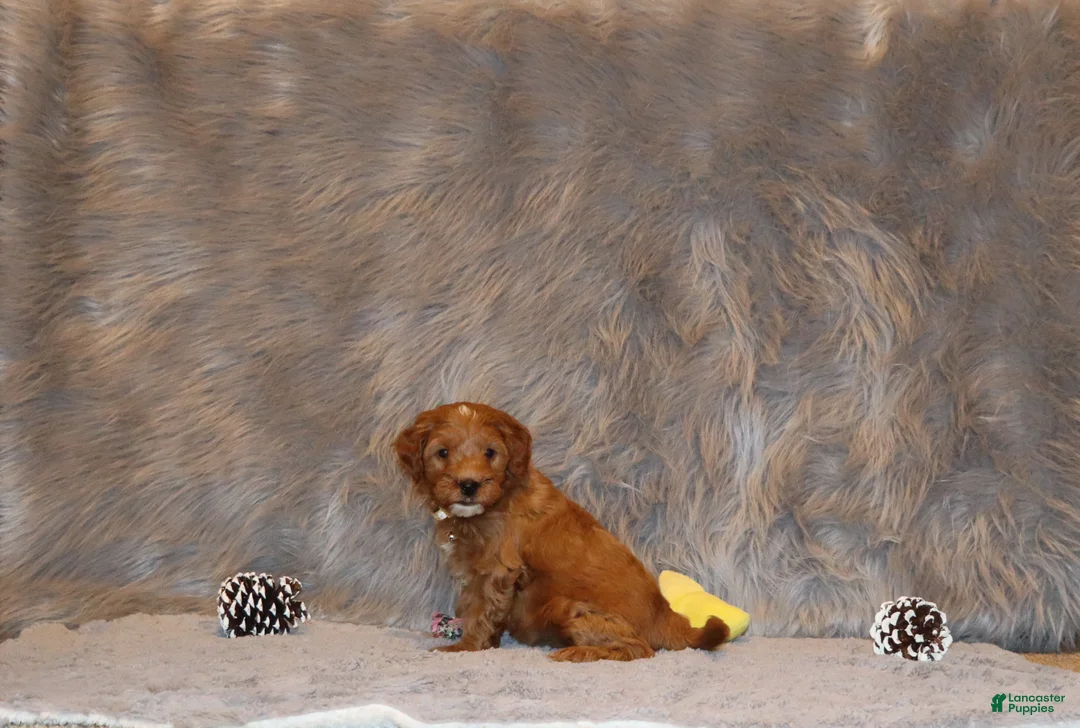 Mini Goldendoodle dogs for sale: Whitney 🌷 Genetic Clear Parents - Ad 33