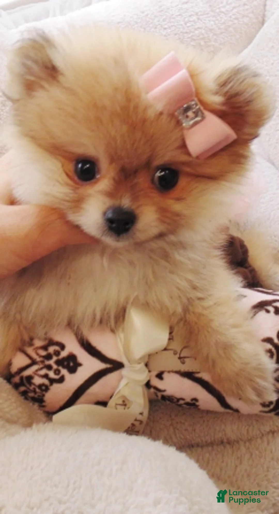 Pomeranian dogs for sale: Pomeranian Puppy 1 - Ad 3