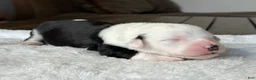 Sheepadoodle dogs for sale: Black & White Male 3 - Ad 2