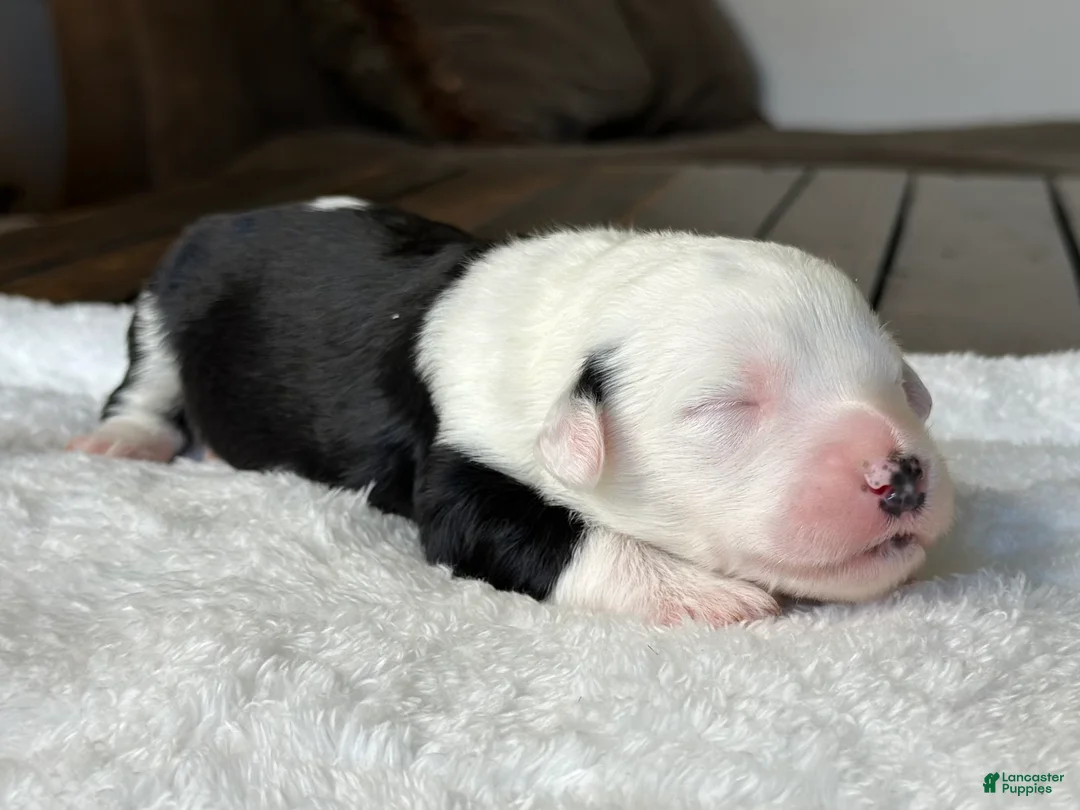Sheepadoodle dogs for sale: Black & White Male 3 - Ad 2