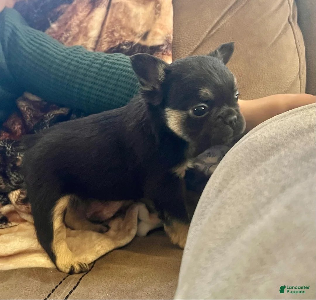 French Bulldog dogs for sale: Bitsy  - Ad 2