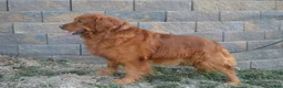 Golden Retriever dogs for sale: Cashman - Ad 3