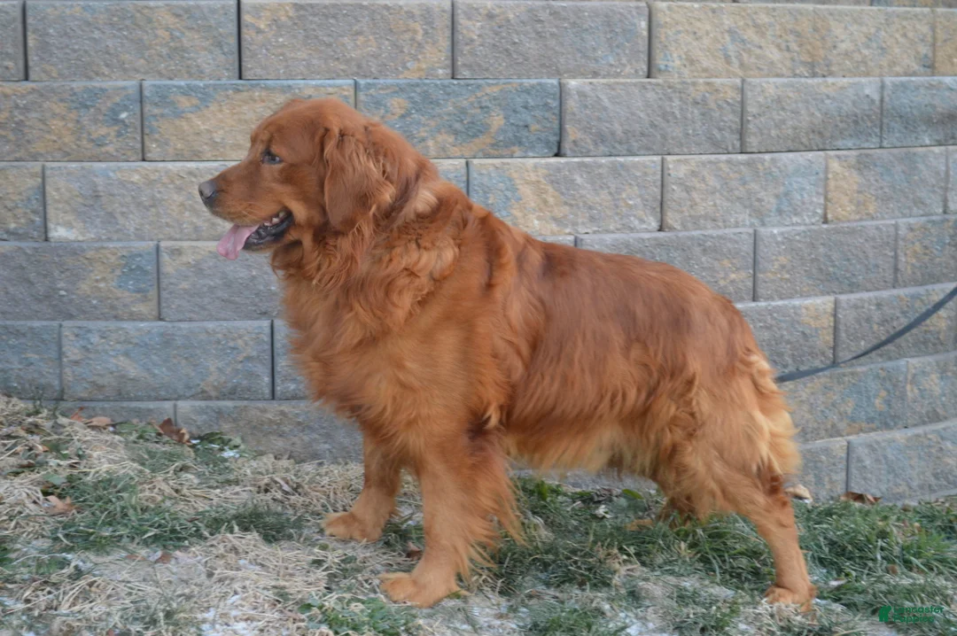 Golden Retriever dogs for sale: Cashman - Ad 3