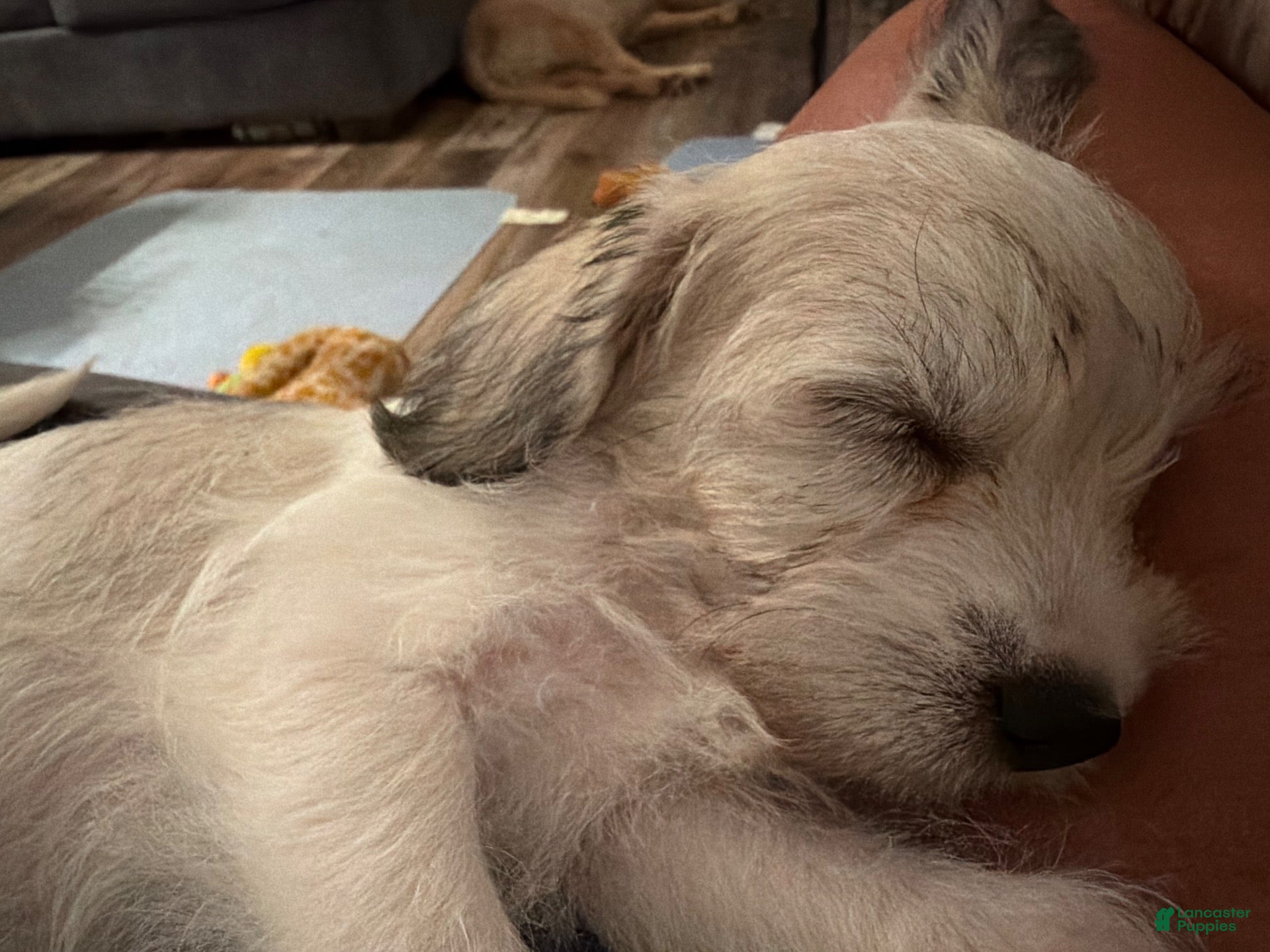 Maltese