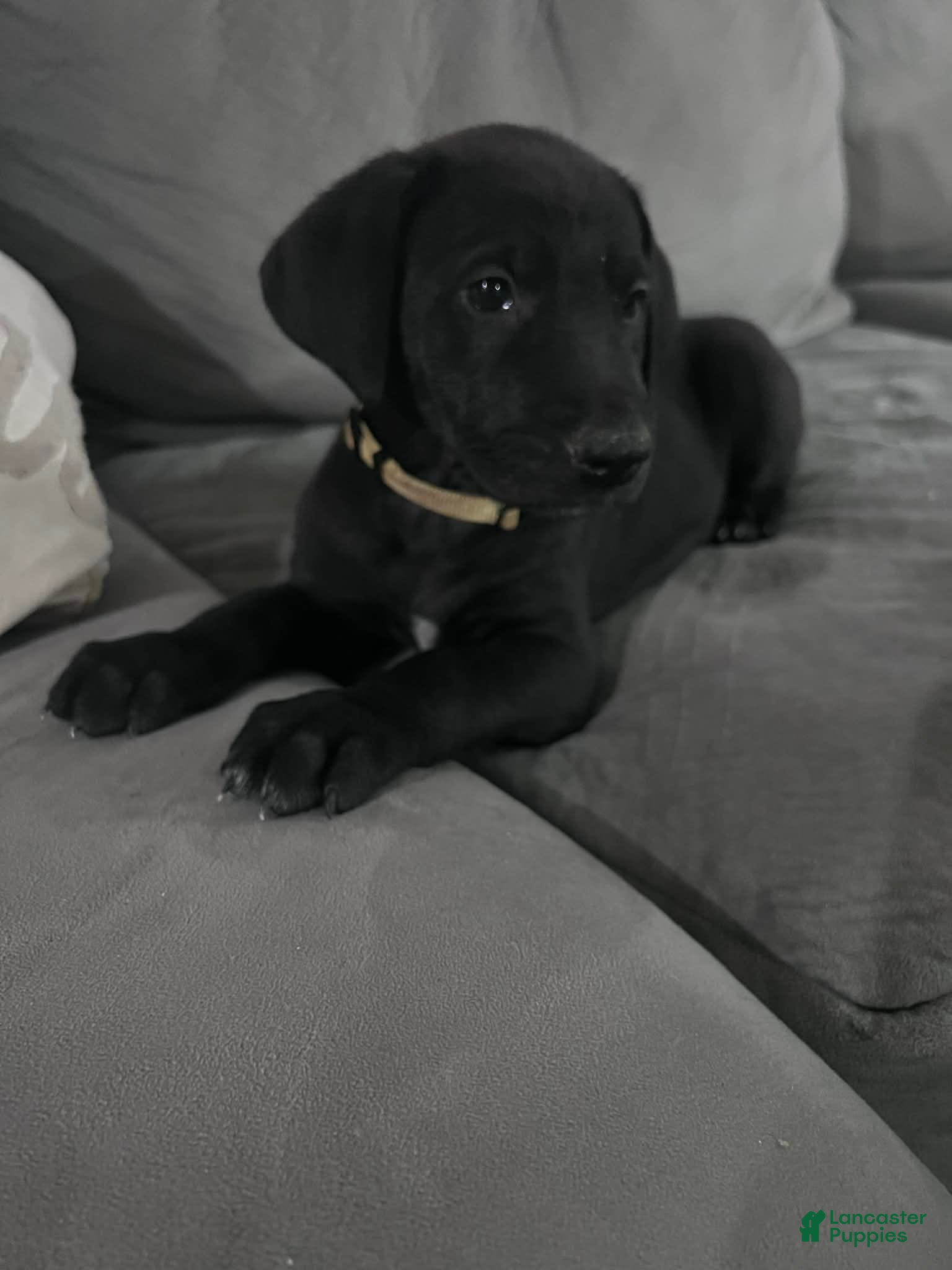 Mixed Breed dogs Bell - Ad 1