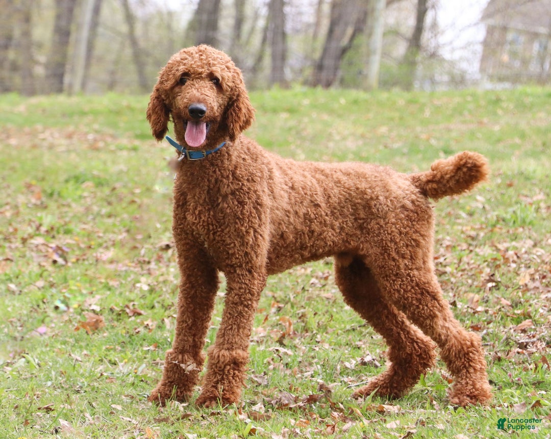 Standard Poodle dogs for sale: Lola AKC - Ad 8