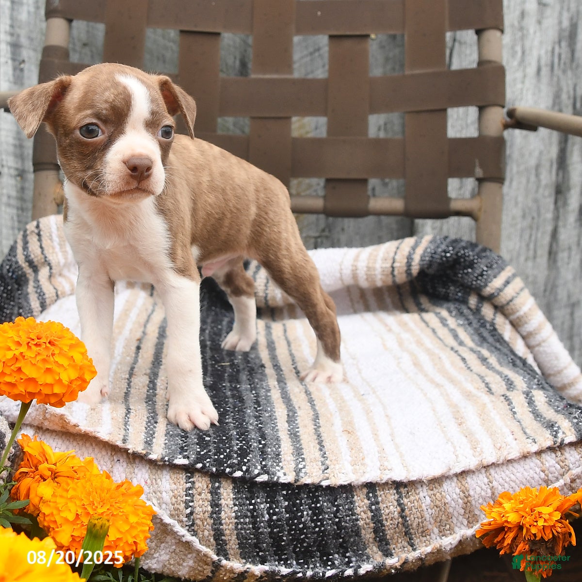 Boston Terrier dogs Poppy - Ad 20