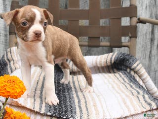 Boston Terrier dogs Poppy - Ad 28