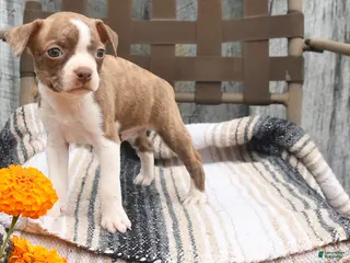 Boston Terrier dogs Poppy - Ad 39