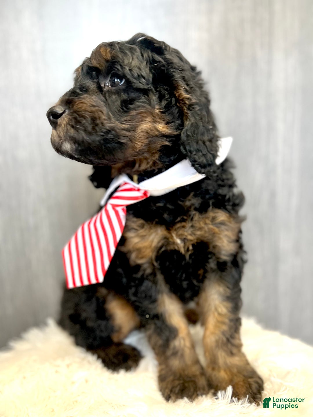 Goldendoodle dogs for sale: Smith - Ad 3