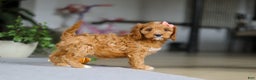 Cavapoo dogs for sale: Jewel - Ad 6