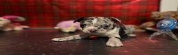 Mixed Breed dogs for sale: Sebastian - Ad 7