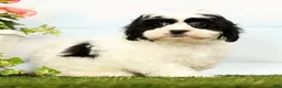 Shihpoo dogs for sale: Joey - Ad 2