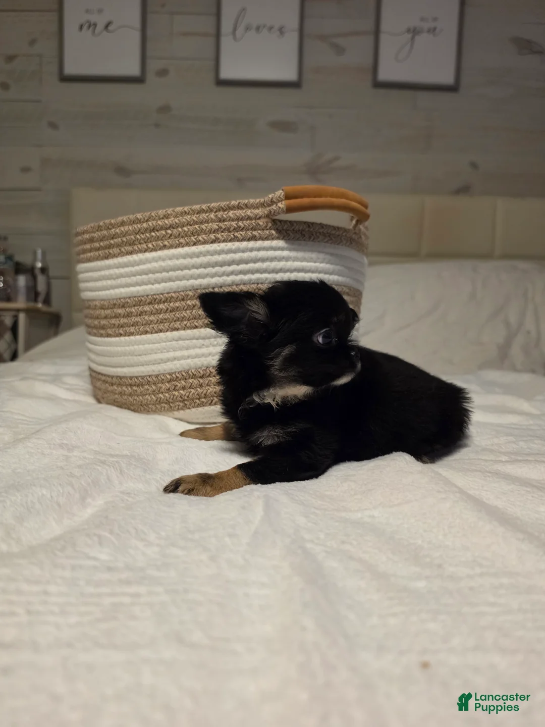 Chihuahua dogs for sale: jackie - Ad 7