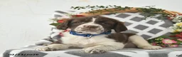 English Springer Spaniel dogs for sale: Dover  - Ad 1