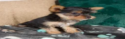 Yorkshire Terrier dogs for sale: Lacy - Ad 3