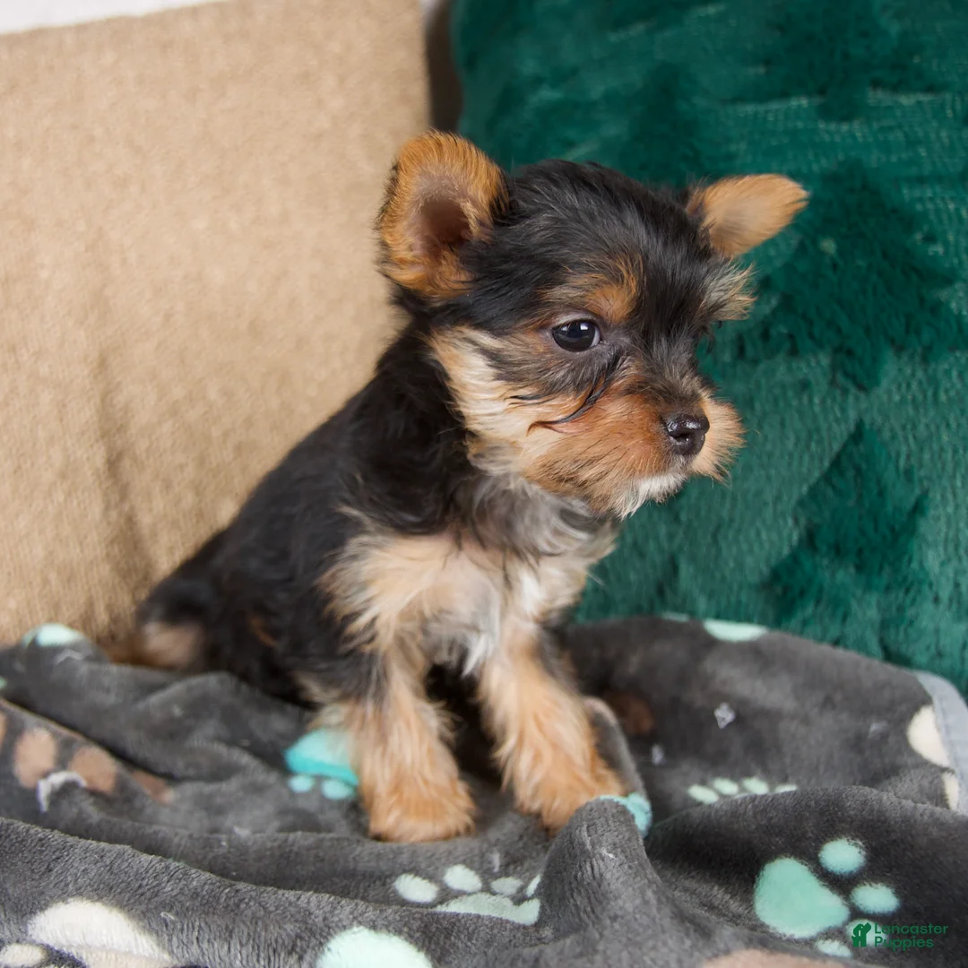 Yorkshire Terrier dogs for sale: Lacy - Ad 3