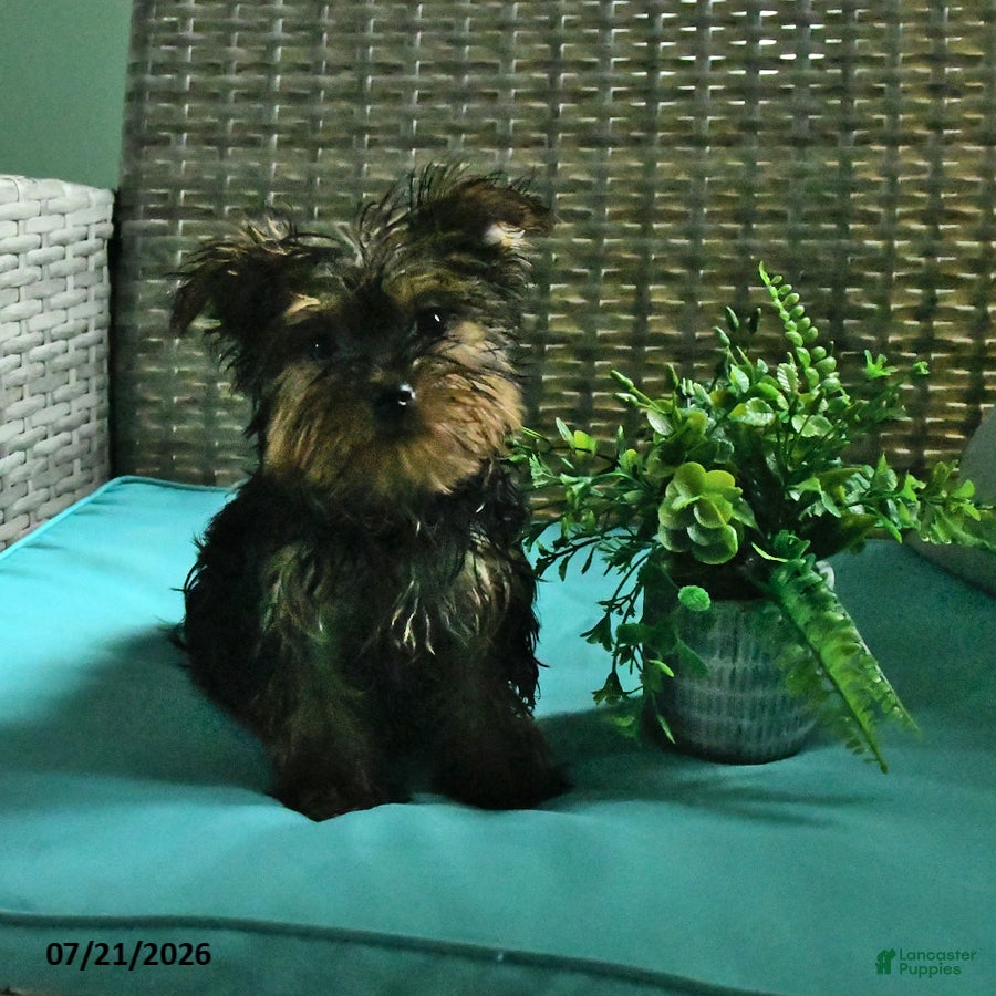 Yorkshire Terrier dogs Bex - Ad 1
