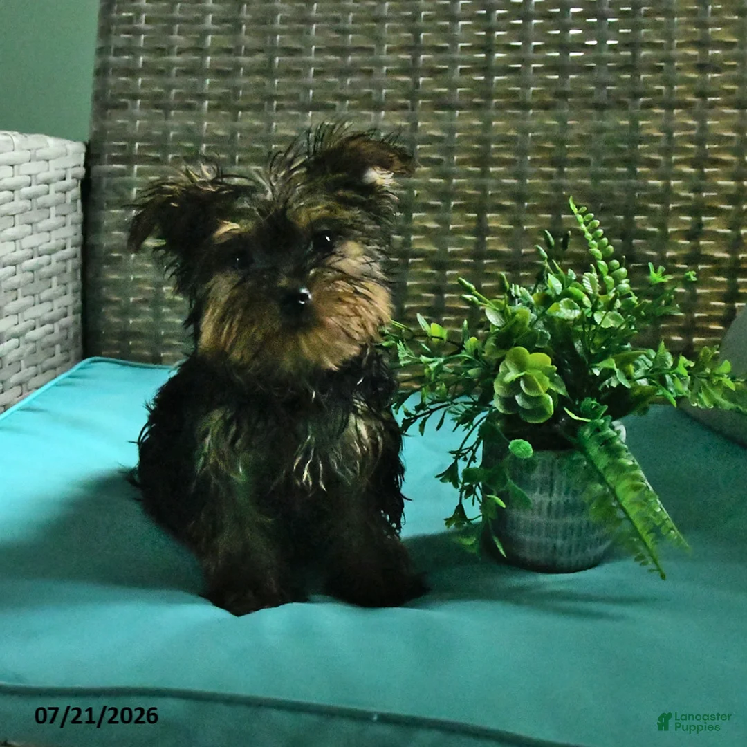 Yorkshire Terrier dogs for sale: Bex - Ad 1