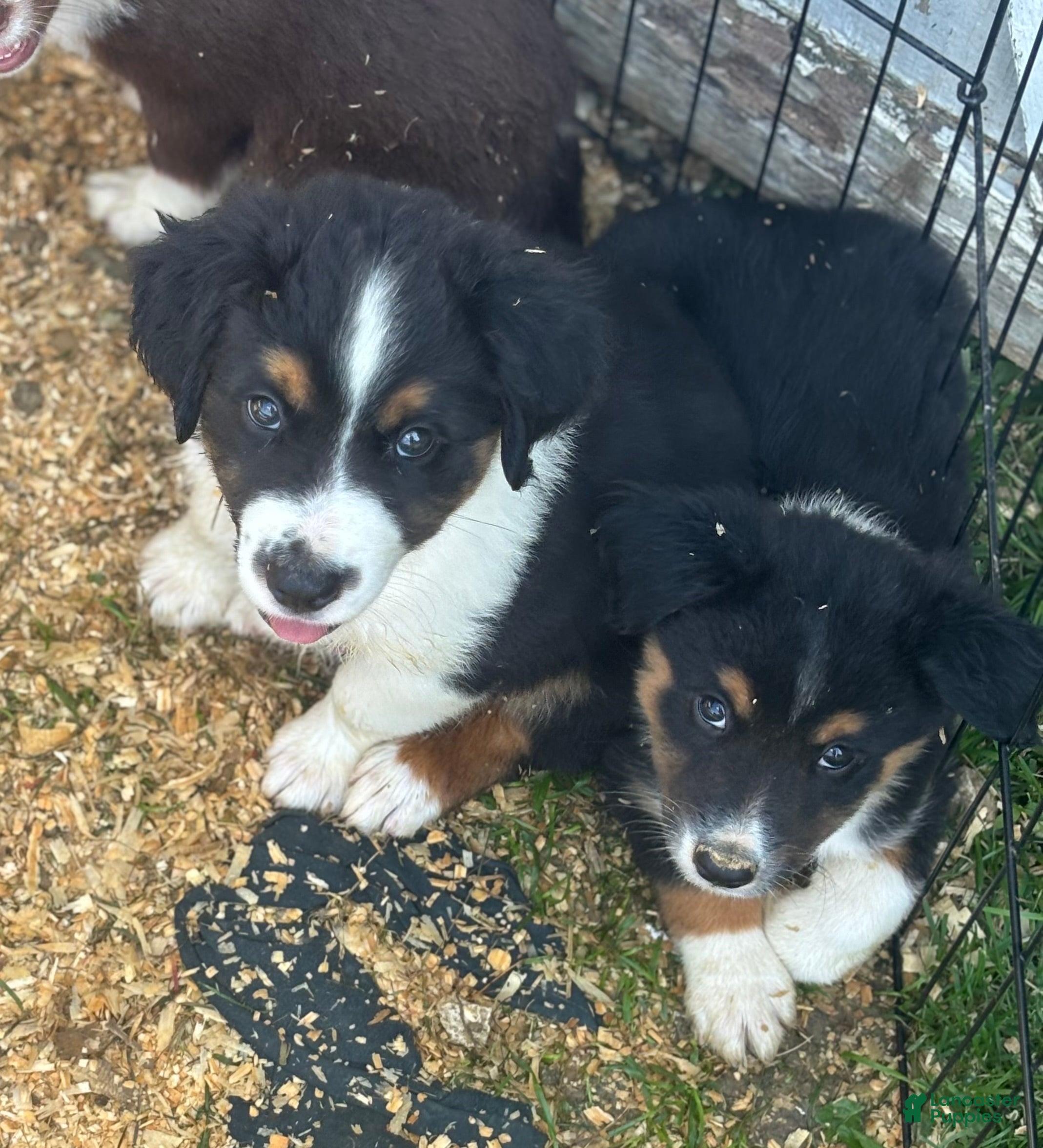 Miniature Australian Shepherd dogs #7 Bear - Ad 2