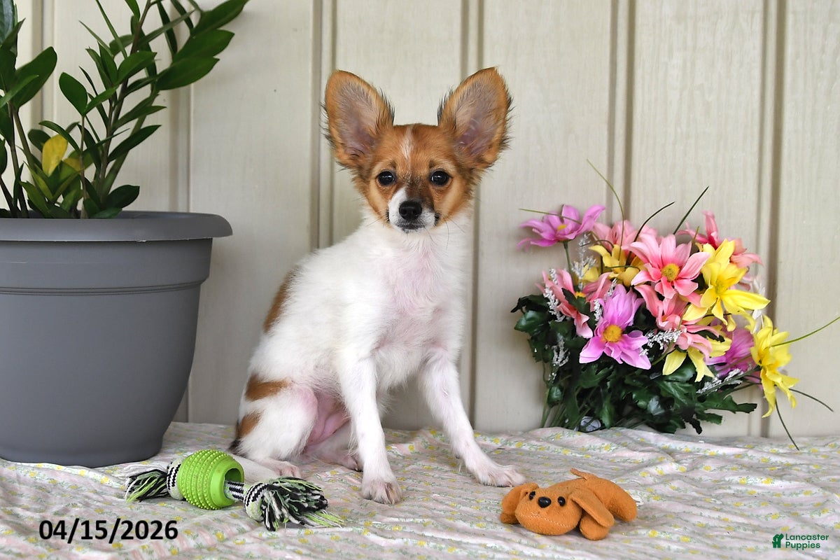 Papillon dogs Daisy - Ad 1