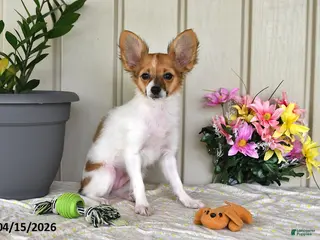 Papillon dogs for sale: Daisy - Ad 2