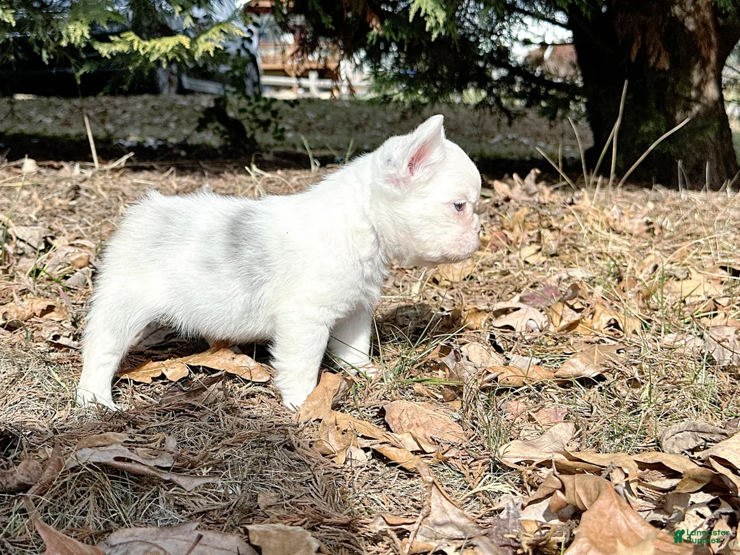 French Bulldog dogs for sale: Kamilla-Full Fluffy Choc & Tan Koi w Testable - Ad 1